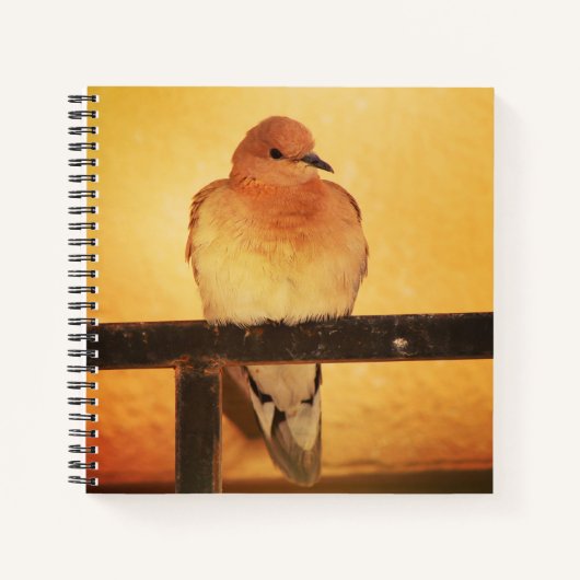 「写真は撮らないで！」 ノートブック (正面)