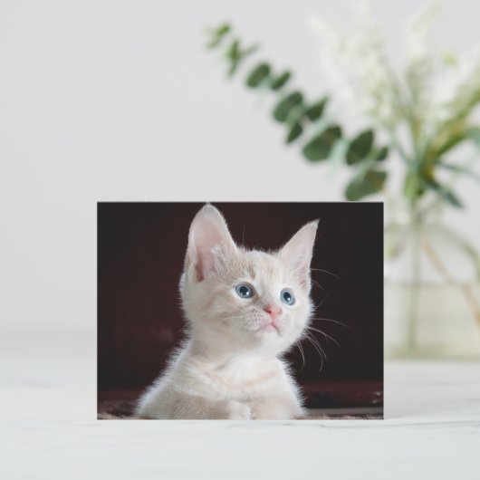 写真をカスタマイズ ポストカード (スタンド正面)