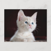 写真をカスタマイズ ポストカード (正面)