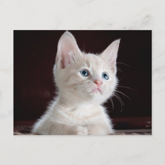 写真をカスタマイズ ポストカード (正面)