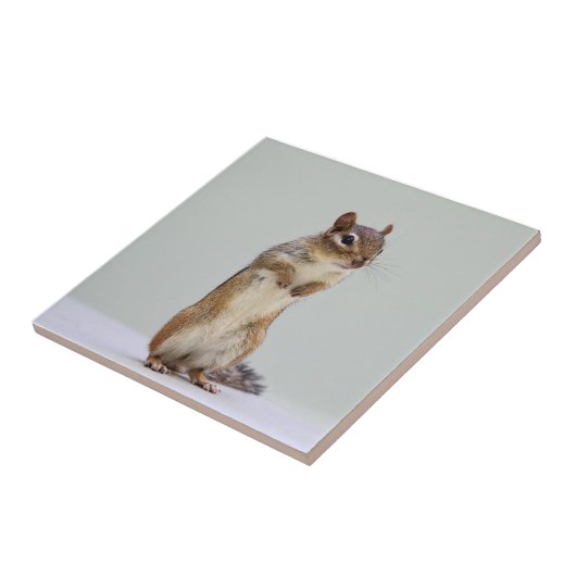 写真を立てるシマリス タイル (側面)