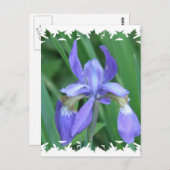 写真オブアイリスはがき ポストカード (正面/裏面)