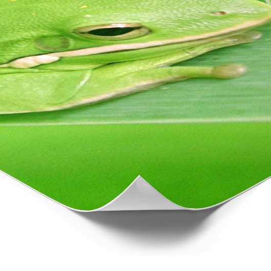 写真カエル ポスター (角)