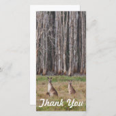 写真カード-オーストラリアのカンガルーありがとう サンキューカード (正面/裏面)