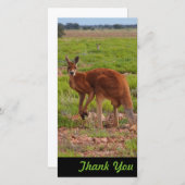 写真カード-オーストラリアの赤いカンガルーありがとう サンキューカード (正面/裏面)