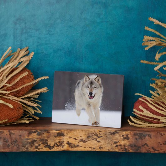 写真プラーク・ウルフ・プラーク フォトプラーク (側面)