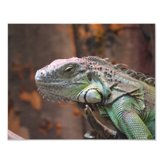 写真プリントとカラフルIguana lizard フォトプリント (正面)