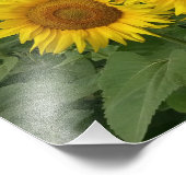 写真プリントとヒマワリ フォトプリント            (角)