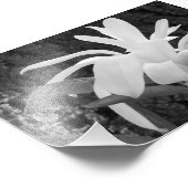 写真プリントスターマグノリア フォトプリント            (角)