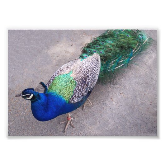 写真プリント フォトプリント            (正面)