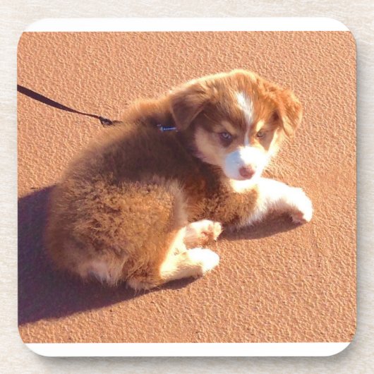 写真付き6つのコースターのセットAustralian shepherd コースター (正面)