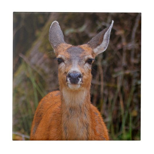 写真家おもしろいで鹿の若手スマイル タイル (正面)