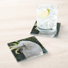 写真家での硫黄の紋付きコッカトゥー波 ガラスコースター