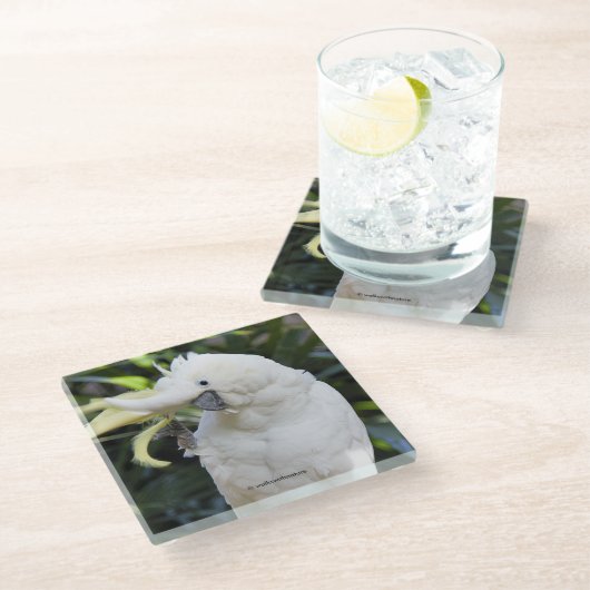 写真家での硫黄の紋付きコッカトゥー波 ガラスコースター (アングル)