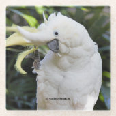 写真家での硫黄の紋付きコッカトゥー波 ガラスコースター (正面)