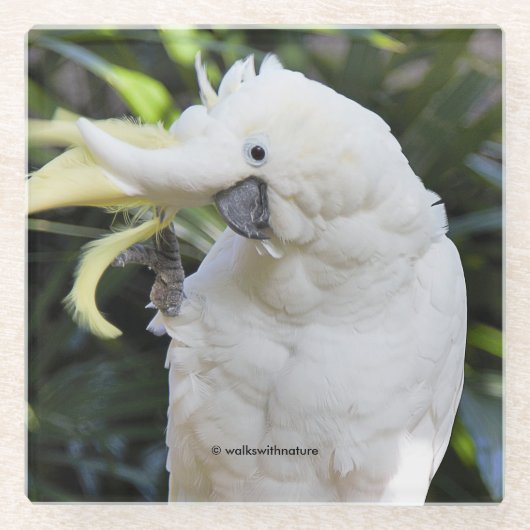 写真家での硫黄の紋付きコッカトゥー波 ガラスコースター (正面)