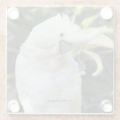 写真家での硫黄の紋付きコッカトゥー波 ガラスコースター (裏面)