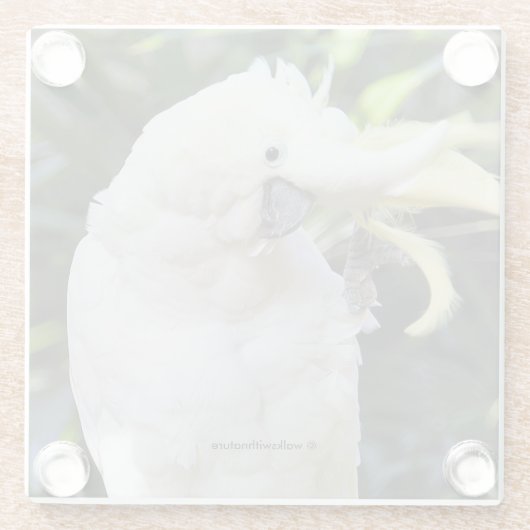 写真家での硫黄の紋付きコッカトゥー波 ガラスコースター (裏面)