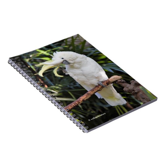 写真家での硫黄の紋付きコッカトゥー波 ノートブック (右側)