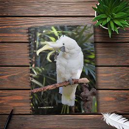 写真家での硫黄の紋付きコッカトゥー波 ノートブック