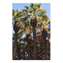 写真拡大ヤシの木