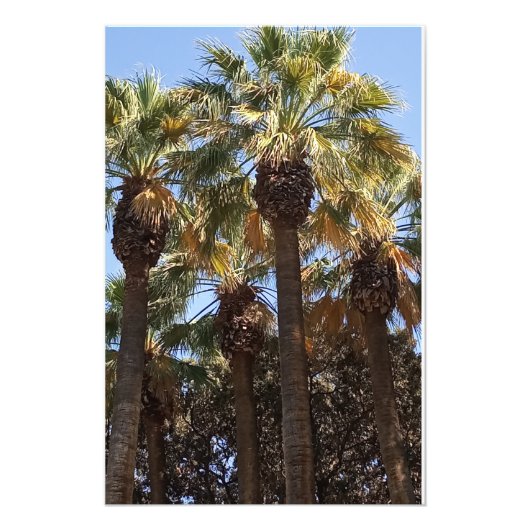 写真拡大ヤシの木 フォトプリント (正面)