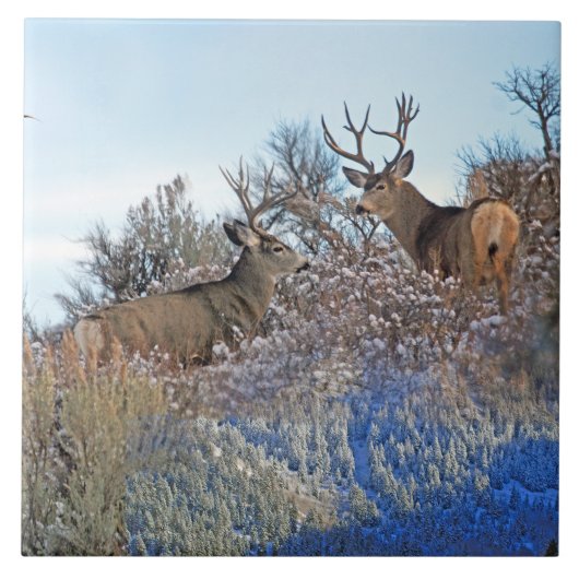 写真撮影のphotoshopの野性生物の芸術 タイル (正面)