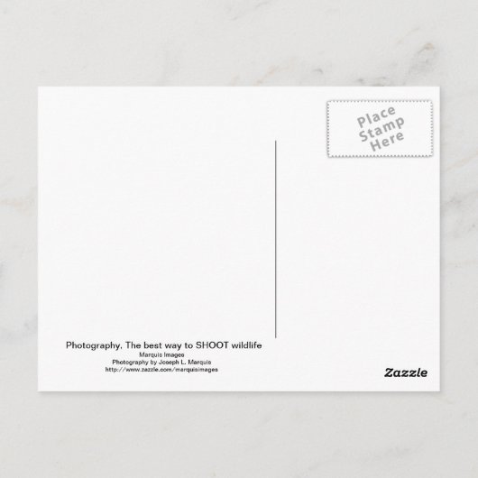 写真撮影, 自然の中で野生動物を撮影する最高の方法 ポストカード (裏面)