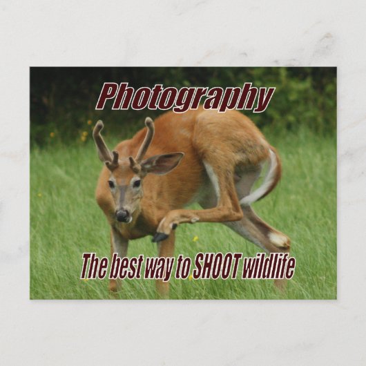 写真撮影, 自然の中で野生動物を撮影する最高の方法 ポストカード (正面)