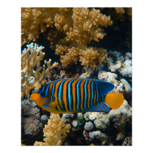 写真海航海の洋動物写真魚の写真 ポスター