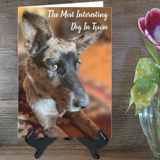 写真牛の犬のベルト付き誕生日の追加 カード