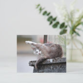 写真猫、ペット、動物。 ポストカード (スタンド正面)