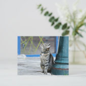 写真猫，ペット，動物。 ポストカード (スタンド正面)
