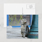 写真猫，ペット，動物。 ポストカード (正面/裏面)