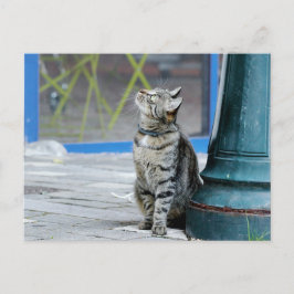 写真猫，ペット，動物。 ポストカード