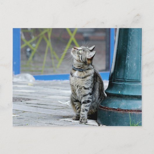 写真猫，ペット，動物。 ポストカード (正面)