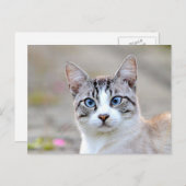 写真猫，ペット，動物。 ポストカード (正面/裏面)