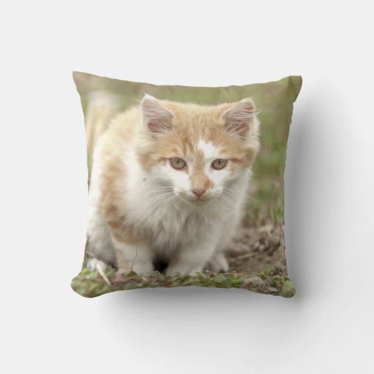 写真猫，動物。装飾用クッション クッション (正面)