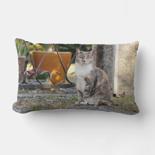写真猫，動物。装飾用クッション ランバークッション (正面)