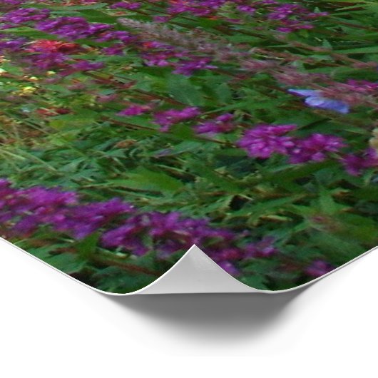 写真紫 ポスター (角)