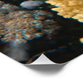 写真航海の海洋動物写真魚の写真 ポスター (コーナー)