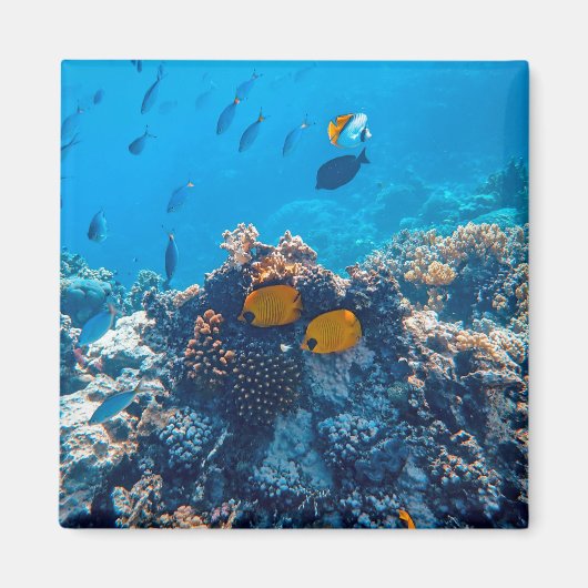 写真航海の海洋動物写真魚の写真 マグネット (正面)