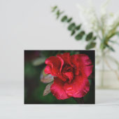 写真芸術 – 雨の中の赤い花。 シーズンポストカード (スタンド正面)