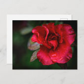 写真芸術 – 雨の中の赤い花。 シーズンポストカード (正面/裏面)