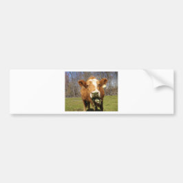 写真001 バンパーステッカー