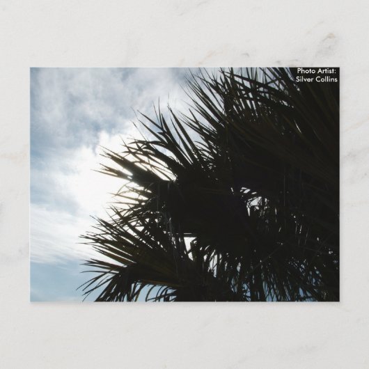 写真150、フォトアーティスト：シルバー・コリンズ ポストカード (正面)