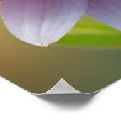 《写真》ぼけ味カラフル花 ポスター (角)