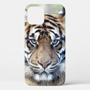 写真、動物、虎、タイガーケースマテイフォン iPhone 12 PROケース