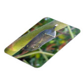 写真 – 蝶のクリサリス（昆虫）オオカバマダラ、モナーク マグネット (左側)