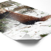 写真 – 赤いパンダ フォトプリント            (角)